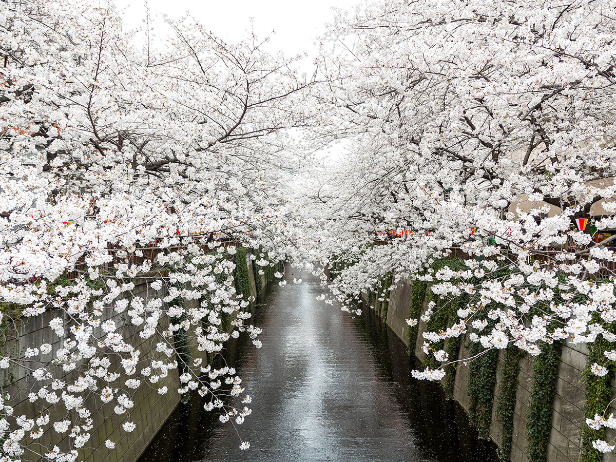 Meguro River